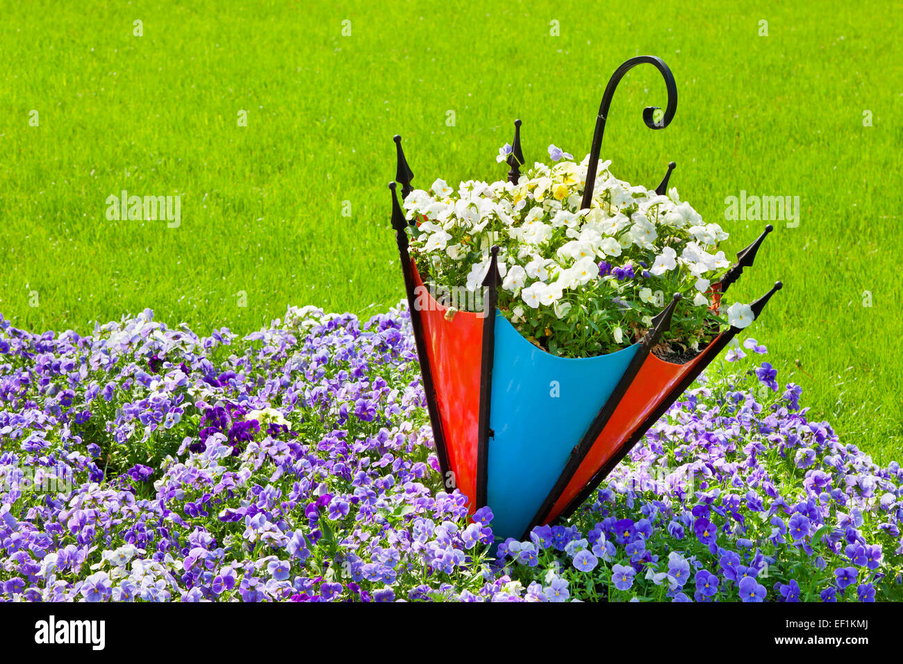 Pansy parterre avec parapluie décoratif Banque D'Images
