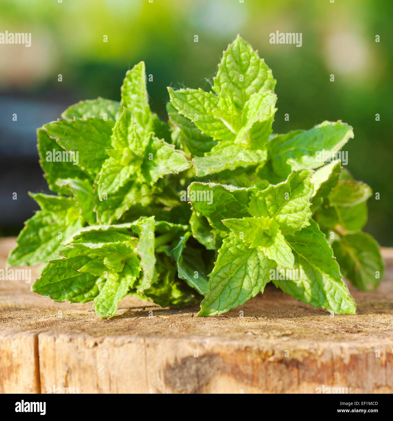 Feuilles de menthe verte sur moignon en bois dans la lumière au coucher du soleil Banque D'Images