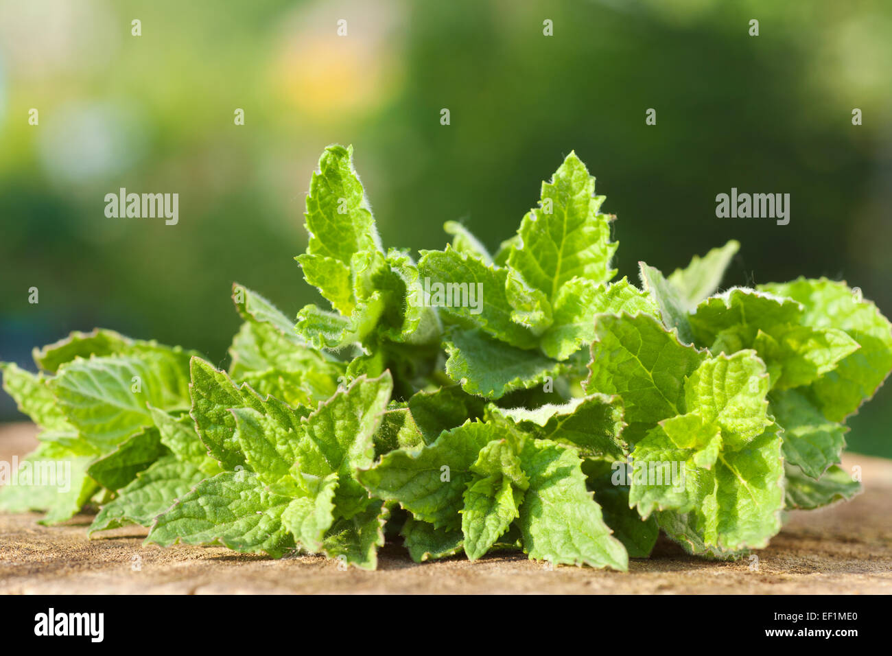 Feuilles de menthe verte dans la lumière au coucher du soleil Banque D'Images