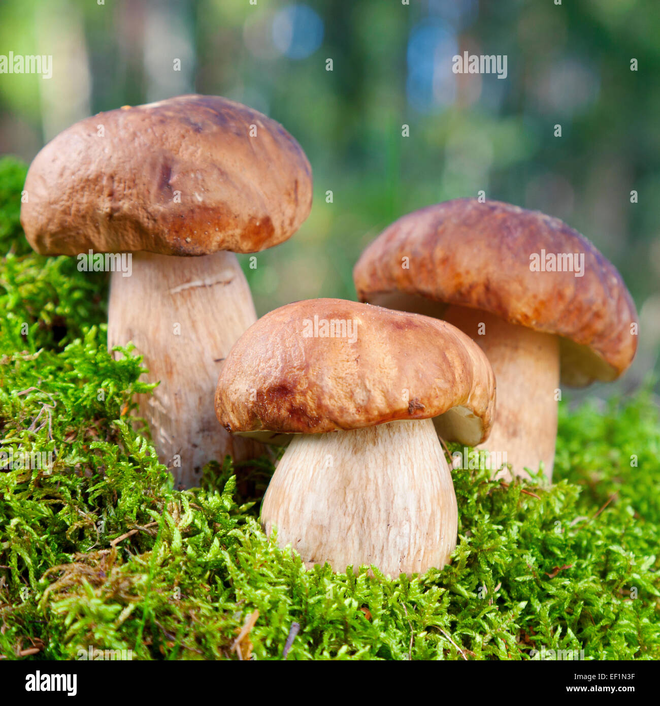Trois champignons (cèpes) sur la mousse en forêt Banque D'Images
