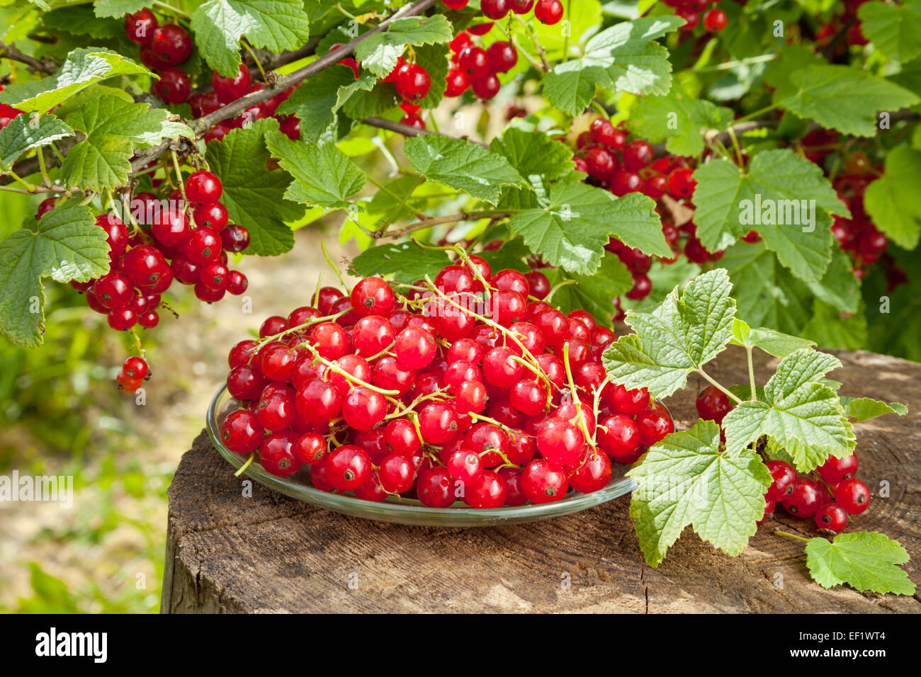 Groseilles rouges sur la plaque et bouquet de fruits rouges dans le jardin Banque D'Images