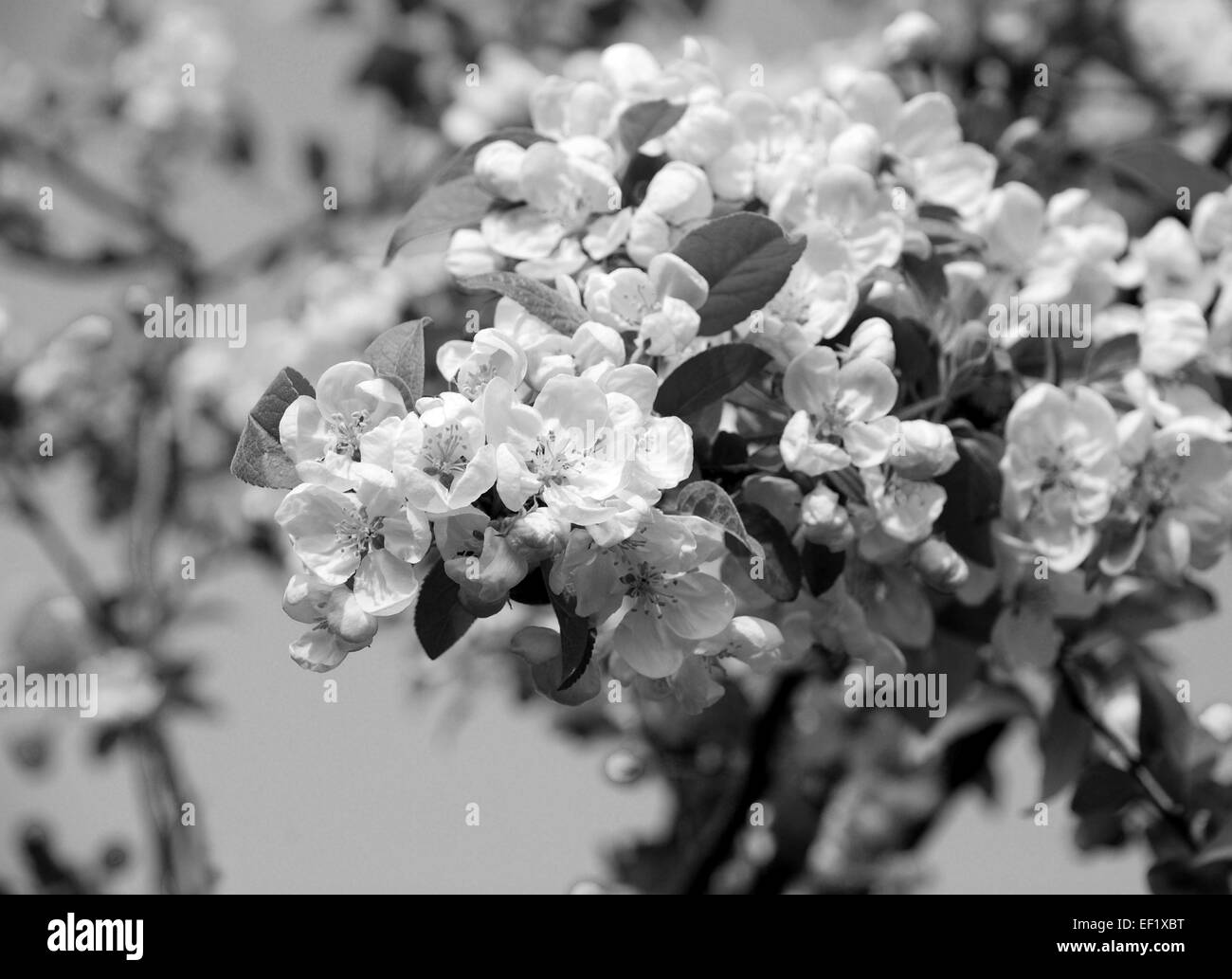 Close-up d'un cluster de Crab Apple Blossom au printemps - traitement monochrome Banque D'Images