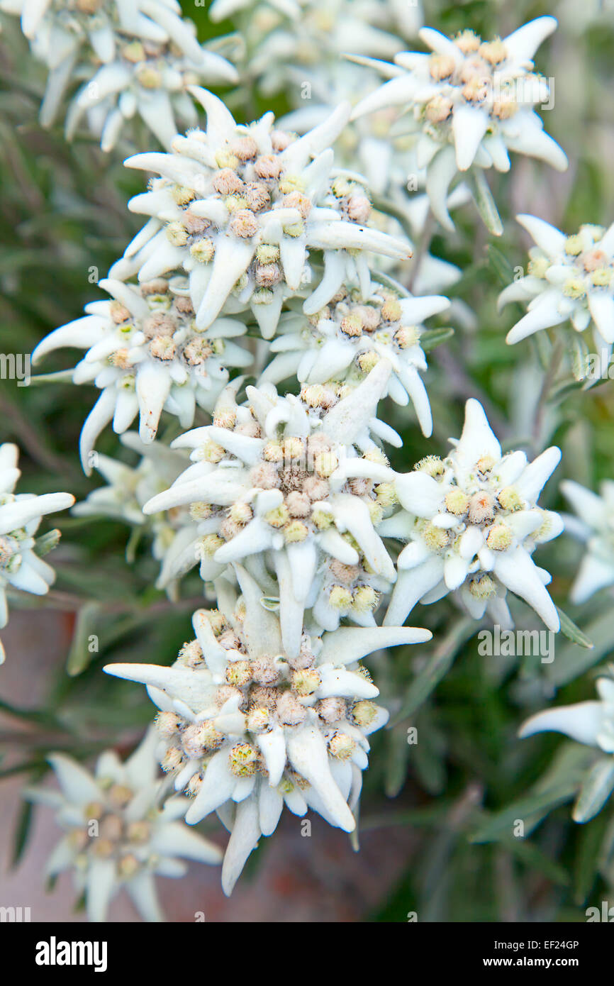 Edelweiss National Flower Switzerland Banque De Photographies Et D edelweiss-national-flower-switzerland-banque-de-photographies-et-d