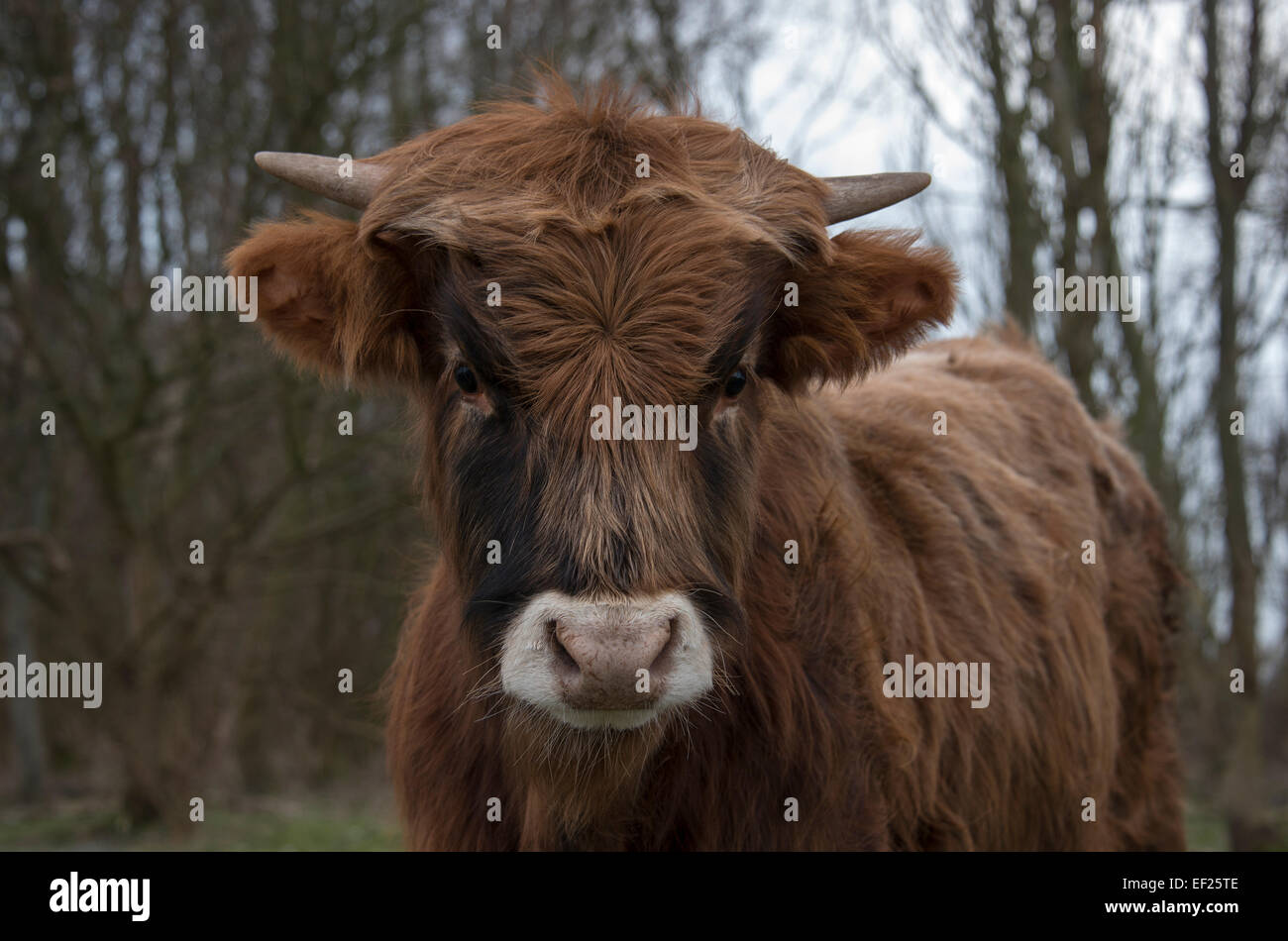 Têtes de jeunes vaches galloway à la caméra en direct Banque D'Images