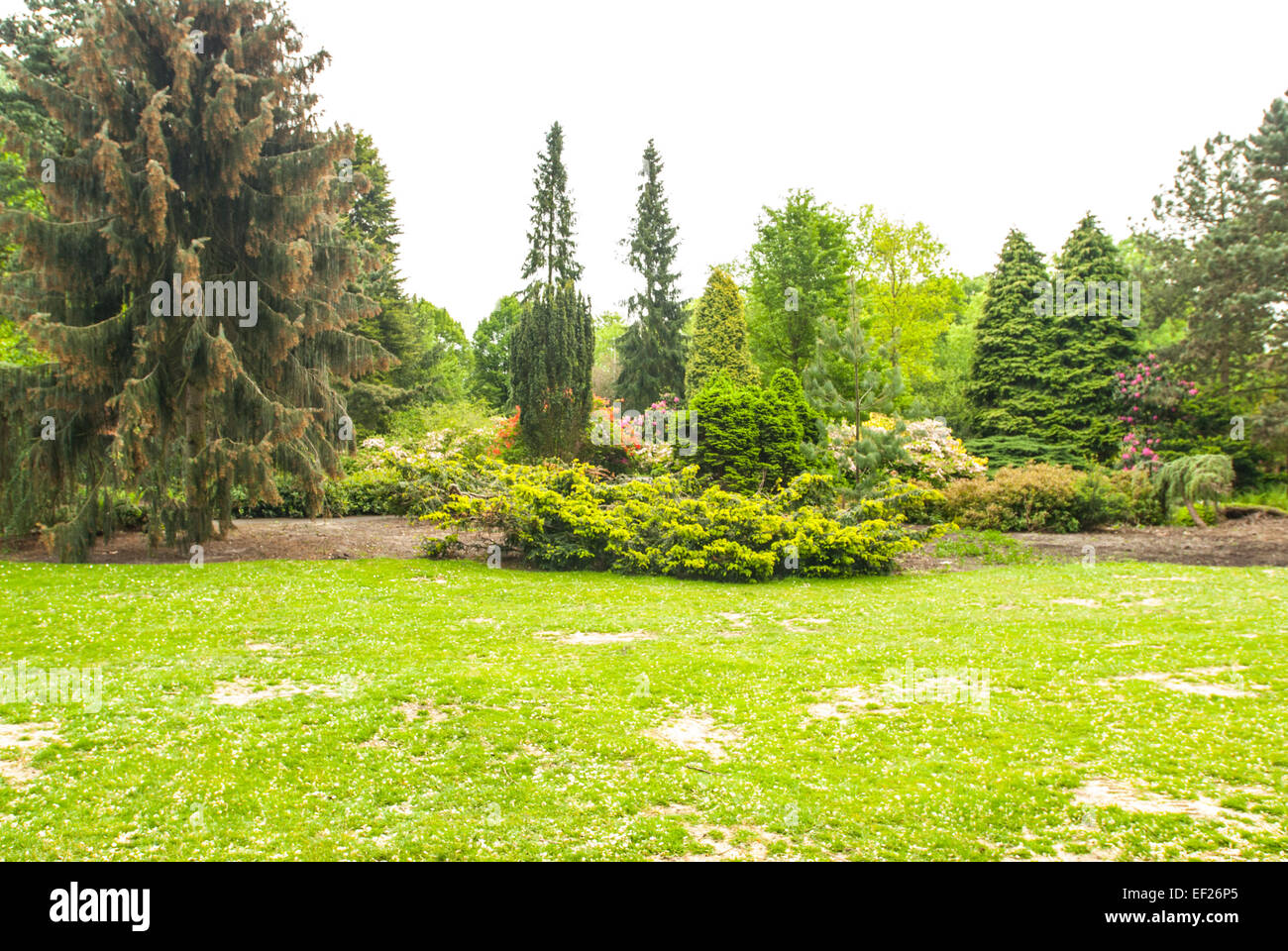 Scène de parc avec pelouse arbres et arbustes Banque D'Images