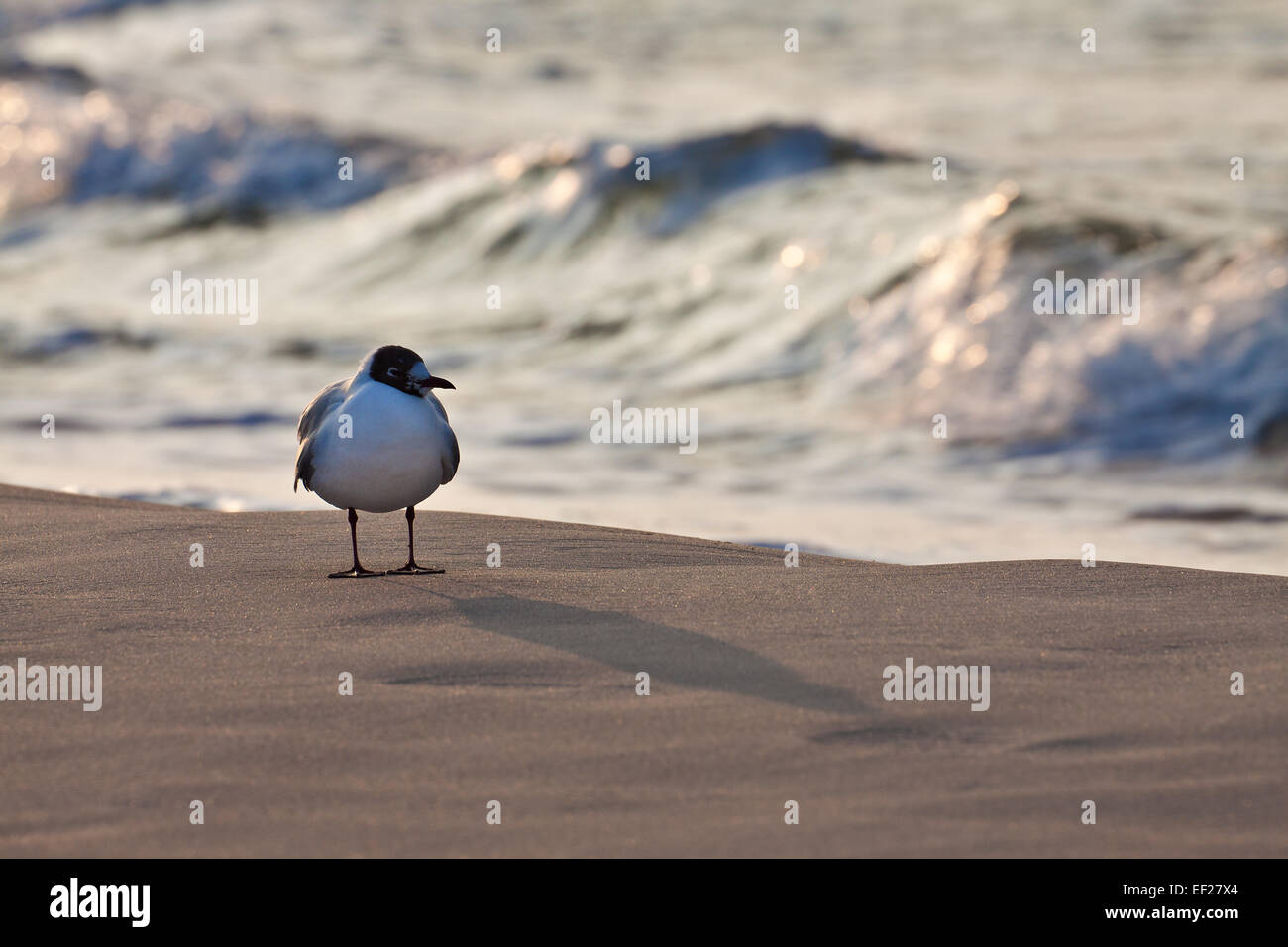 Une mouette sur les rives de la mer Baltique. Banque D'Images