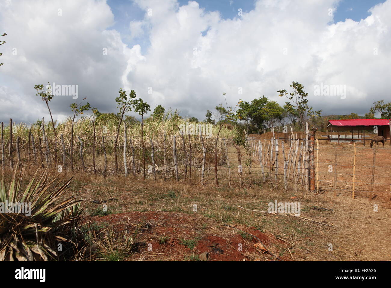 Plantation de canne à sucre, Trinidad, Cuba Banque D'Images