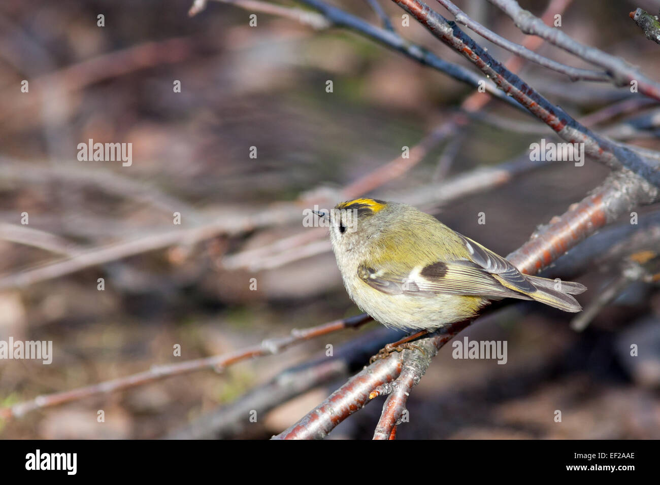 Goldcrest (Regulus regulus).Wild Bird dans un habitat naturel. Timirjazevsky Park, Moscou. La Russie. Banque D'Images