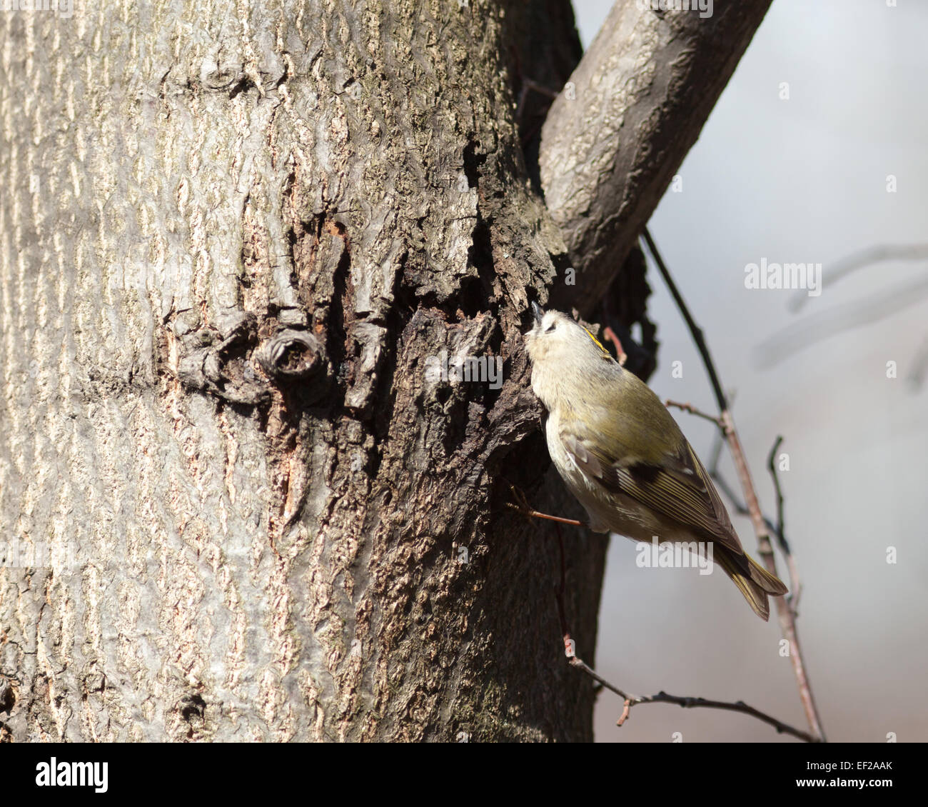 Goldcrest (Regulus regulus).Wild Bird dans un habitat naturel. Timirjazevsky Park, Moscou. La Russie. Banque D'Images