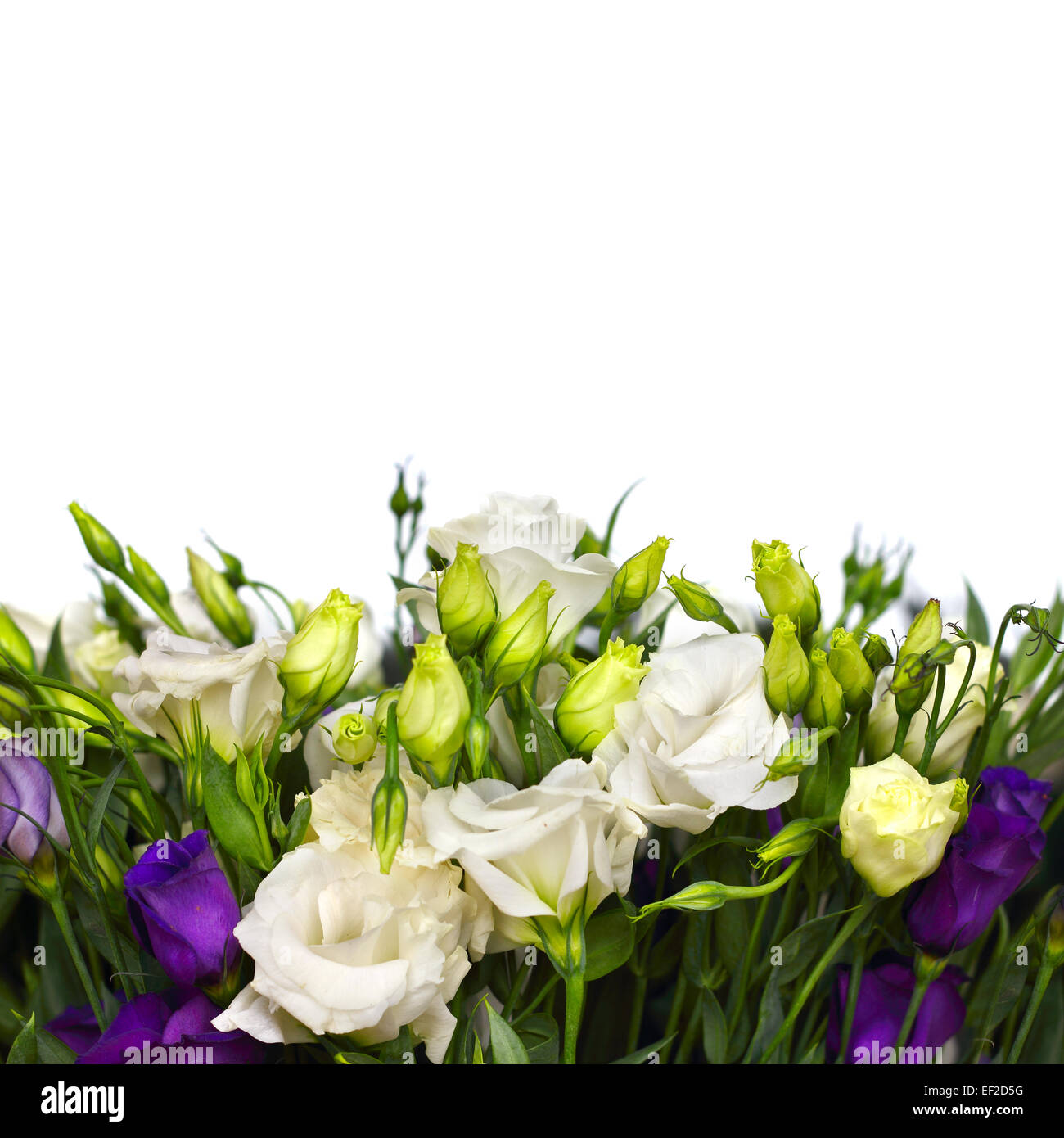 Bouquet de fleurs blanches et violettes sur lisianthus blancs Photo Stock -  Alamy