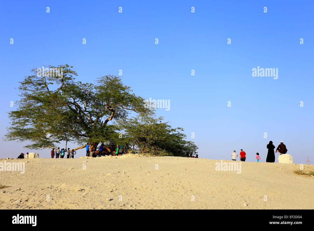 Les personnes qui désirent visiter l'arbre de vie, (espèces Prosopis cineraria), Royaume de Bahreïn Banque D'Images