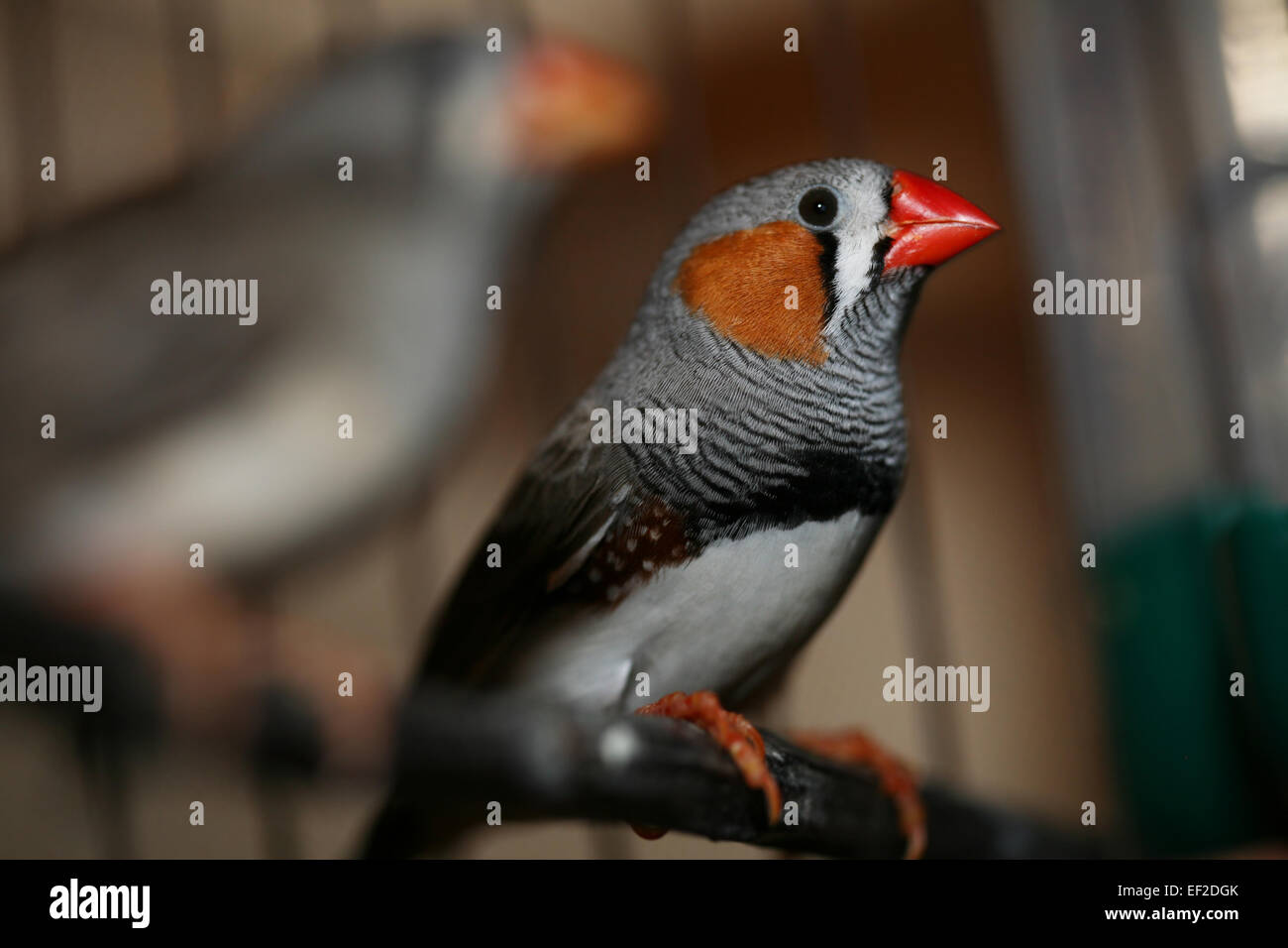 Diamant mandarin mâle close up macro Banque D'Images