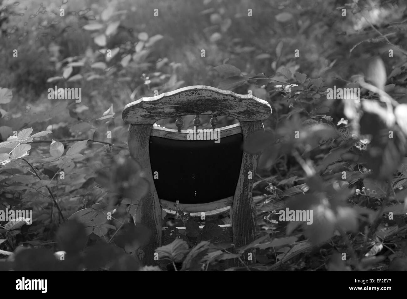 Tabouret de jardin en jardin sauvage Banque D'Images