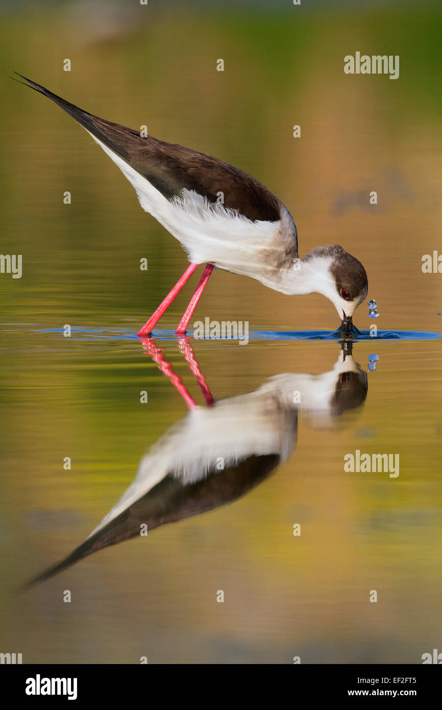 Black-winged Stilt au coucher du soleil Banque D'Images