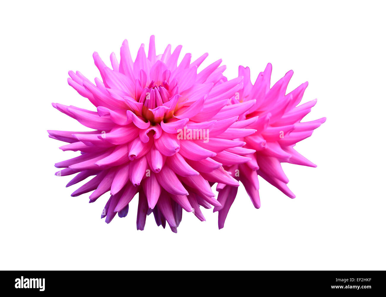 Bubble Gum rose dahlias isolé sur blanc. Banque D'Images