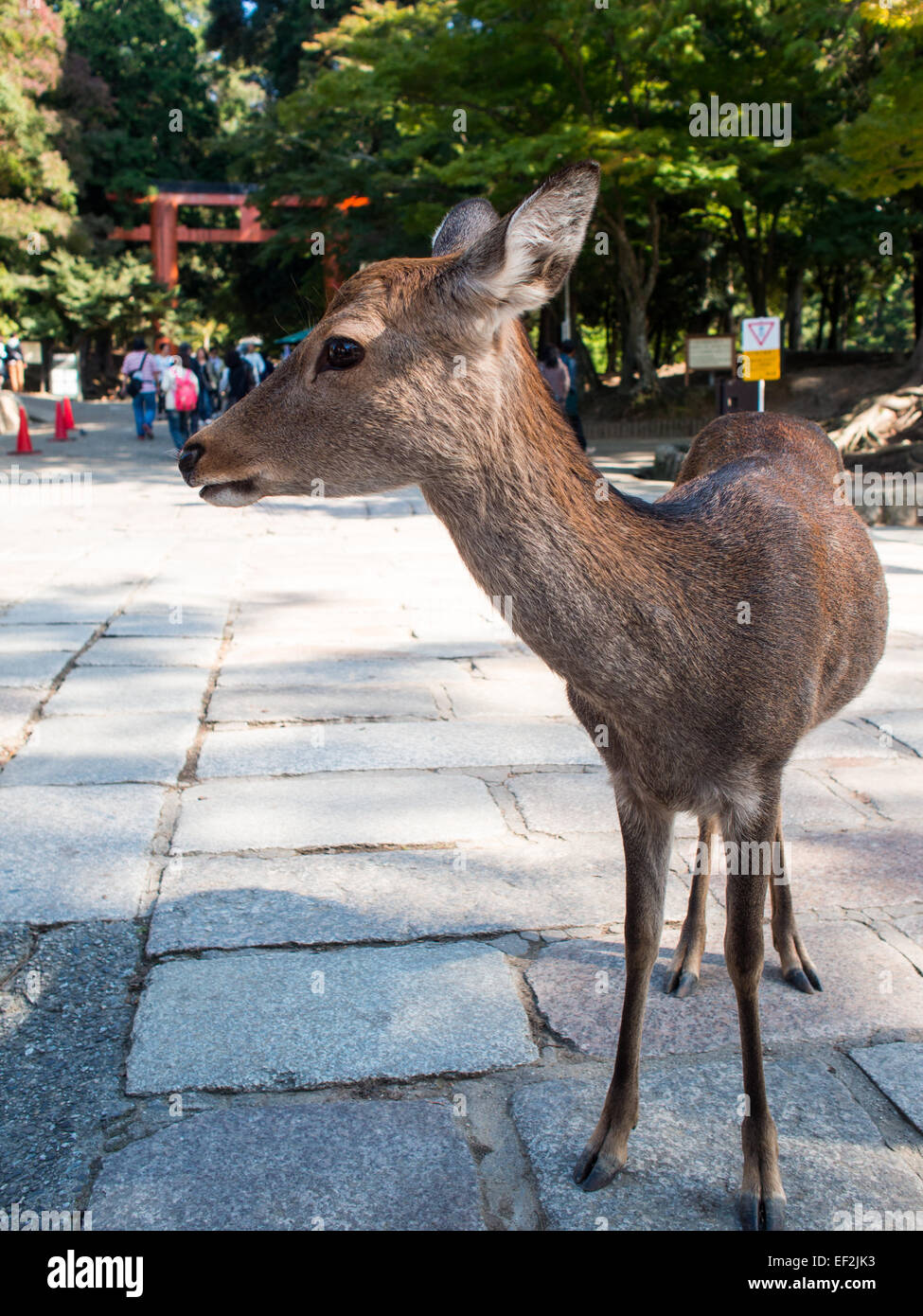 Nara deer closeup Banque D'Images