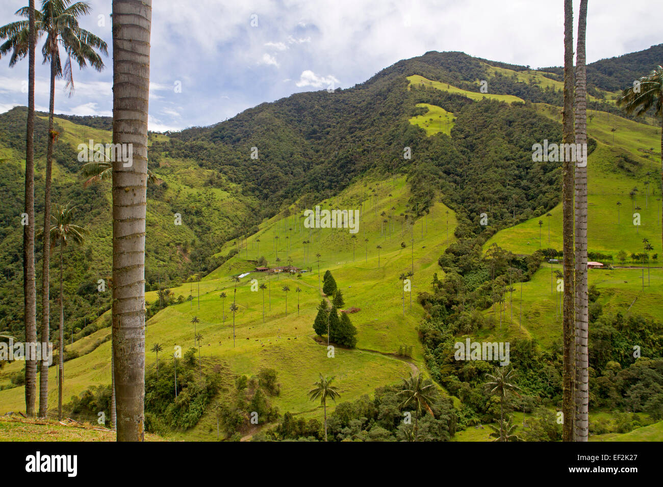 Palmiers de cire - le plus haut du monde palmiers - dans la vallée de Cocora Banque D'Images