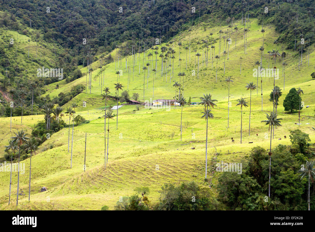 Palmiers de cire - le plus haut du monde palmiers - dans la vallée de Cocora Banque D'Images