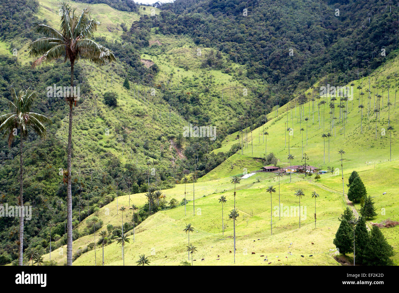 Palmiers de cire - le plus haut du monde palmiers - dans la vallée de Cocora Banque D'Images