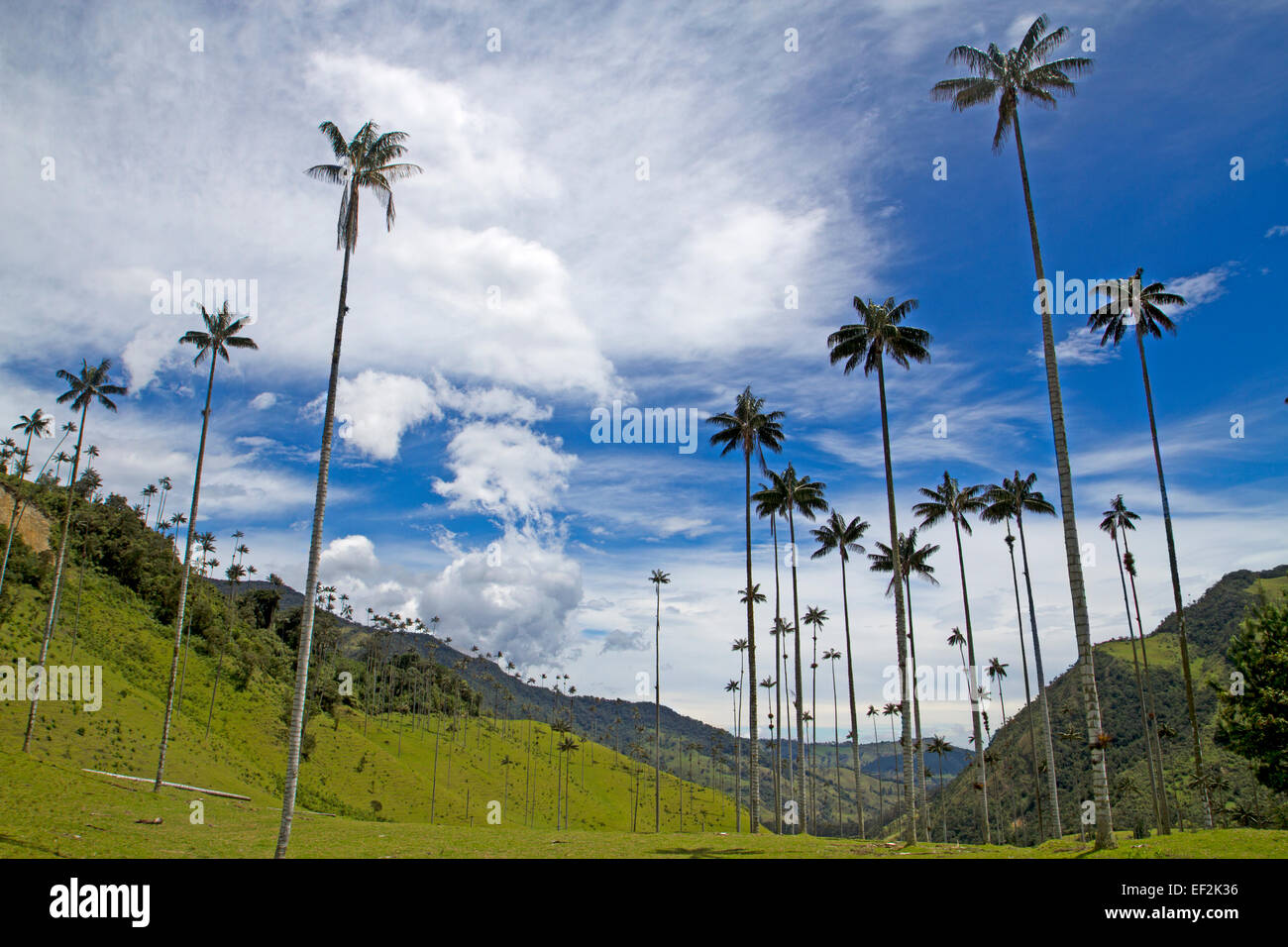 Palmiers de cire - le plus haut du monde palmiers - dans la vallée de Cocora Banque D'Images