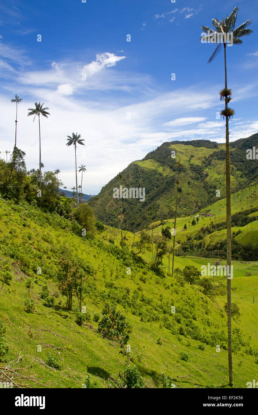 Palmiers de cire - le plus haut du monde palmiers - dans la vallée de Cocora Banque D'Images