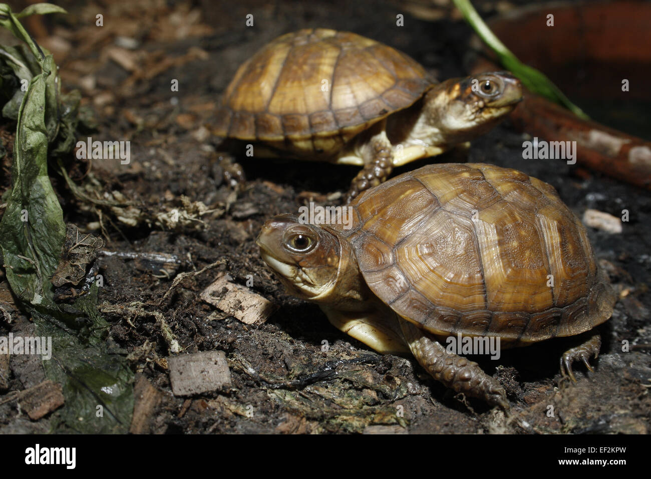 Animal fort turtle Terrapene carolina triunguis en vivarium Banque D'Images