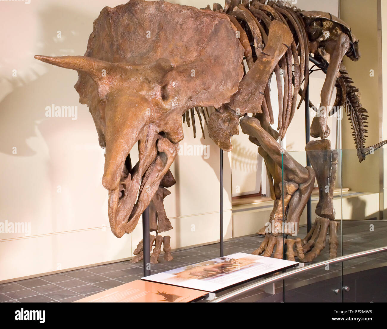 Fossile de dinosaure Triceratops dans museum Banque D'Images