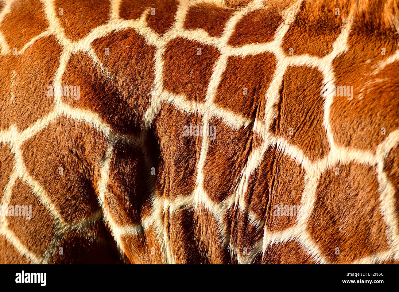 Corps de girafe sur camouflage hide Banque D'Images