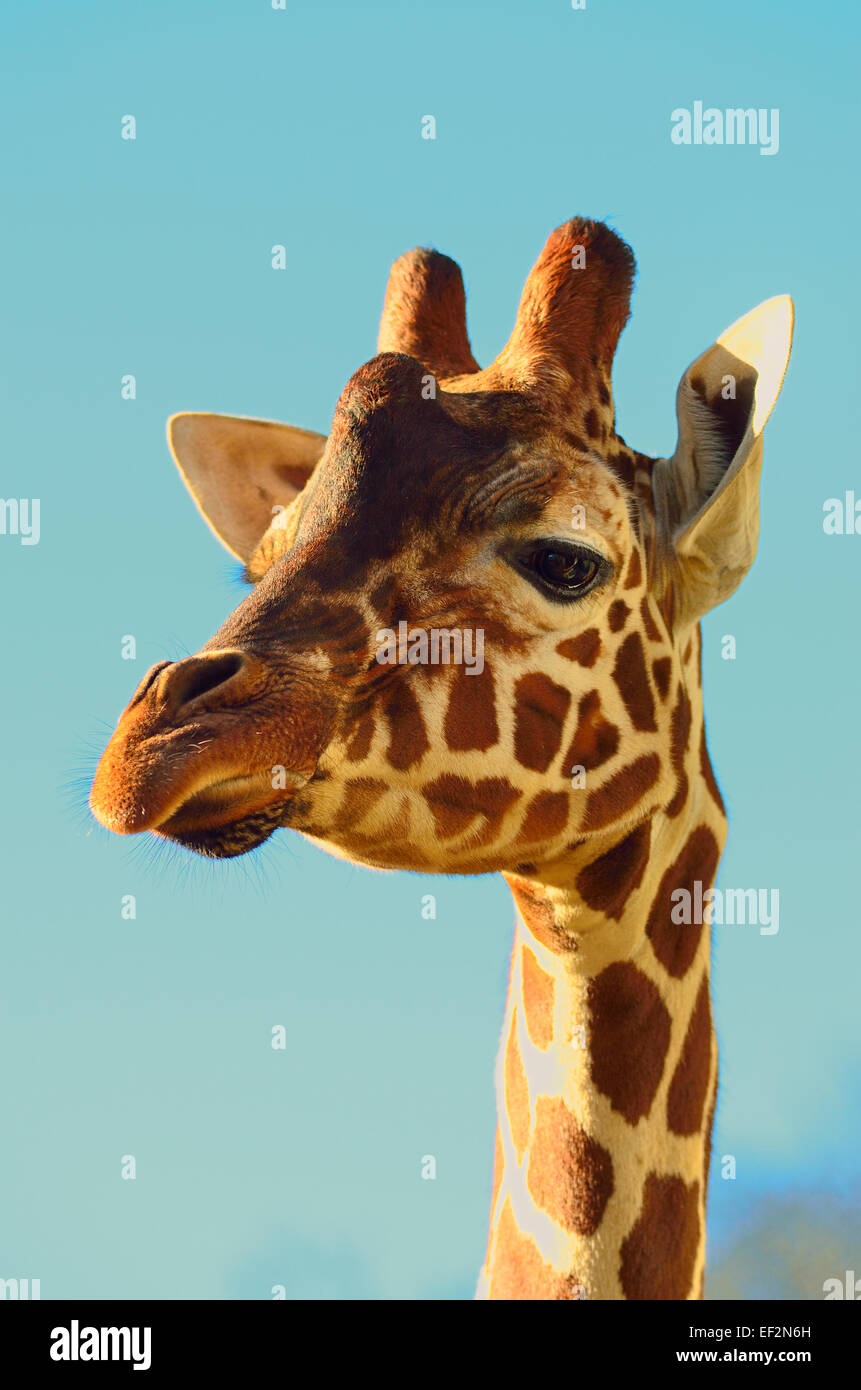 Tête et cou girafe Banque D'Images