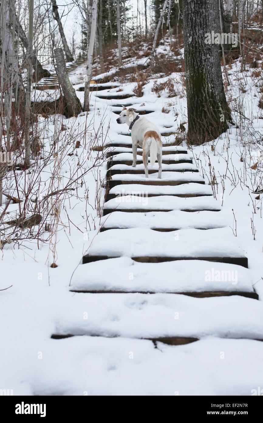Un chien sur la neige couverts pas dans une forêt, dans le Minnesota. Banque D'Images