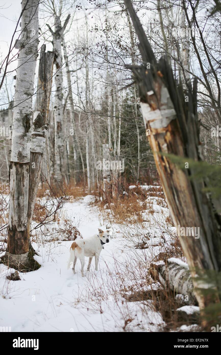 Un chien dans la neige dans les bois du nord du Minnesota. Banque D'Images