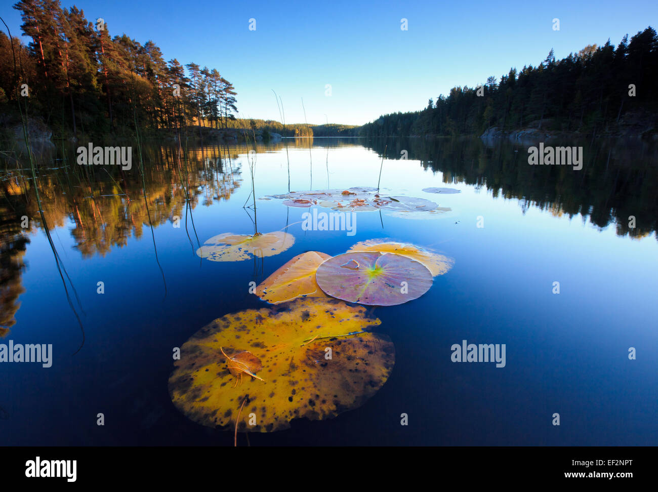 Soirée d'automne au bord du lac en Ravnsjø Våler kommune, Østfold fylke, la Norvège. Le lac est une partie de l'eau appelé système Morsavassdraget. Banque D'Images