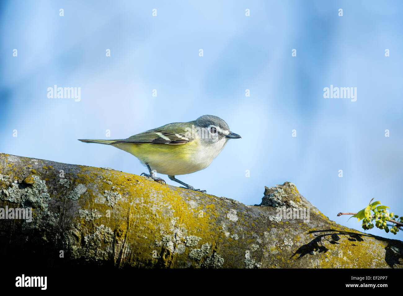 Viréo à tête bleue adultes - Vireo solitarius - vue latérale / profil Banque D'Images