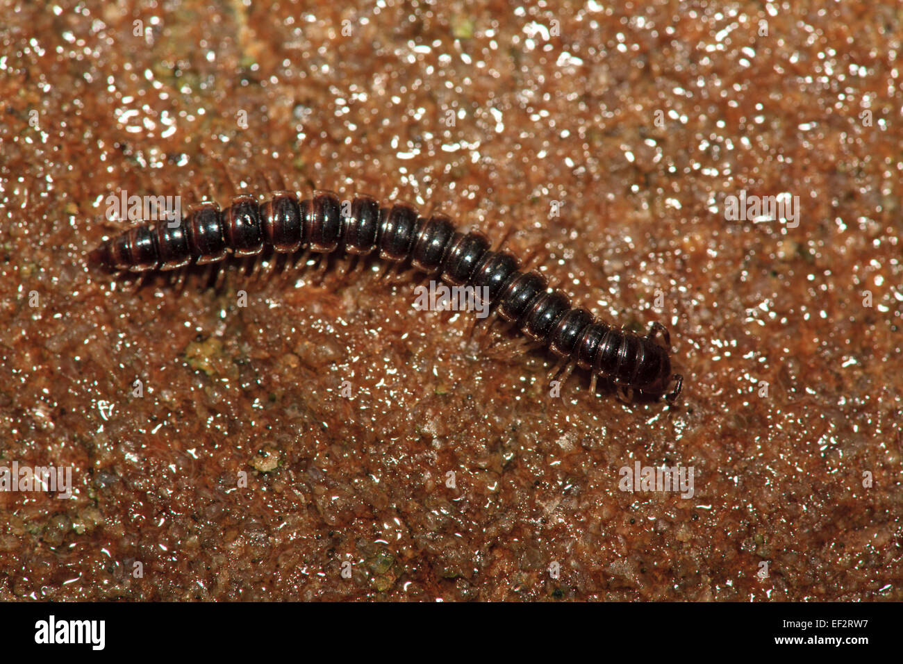 Les mille-pattes (Oxidus gracilis) Banque D'Images