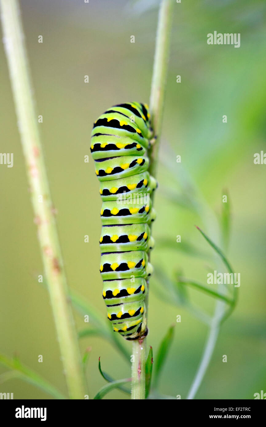 Caterpillar Swallowtail noir (Papilio polyxenes) sur la plante. Banque D'Images