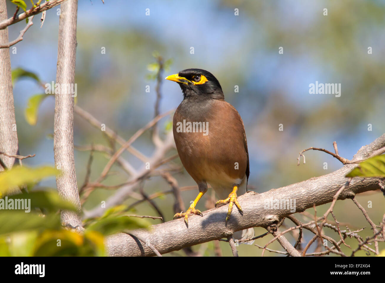 (Acridotheres tristis common myna) perché. Banque D'Images