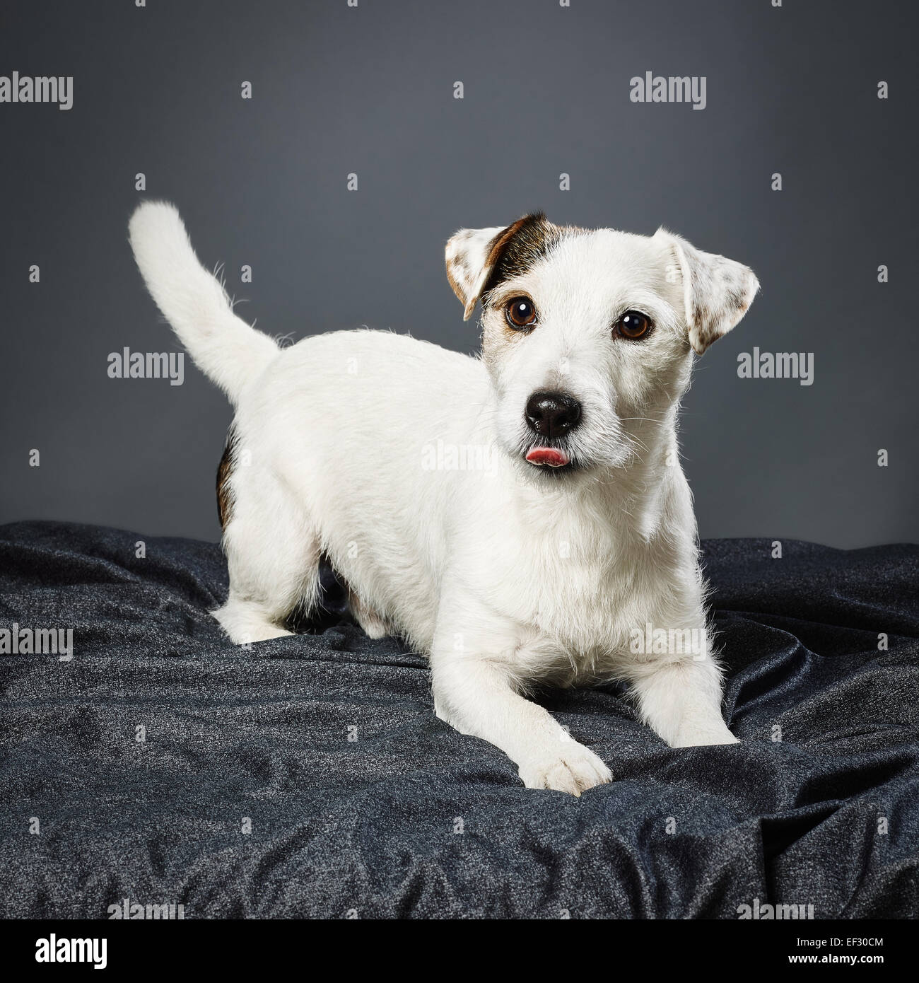 Adultes mignon Jack Russell Terrier, cinq ans et demi - studio shot et fond  gris Photo Stock - Alamy