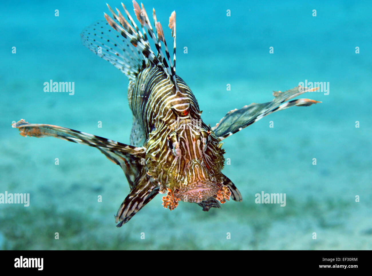 Turkeyfish ou poisson-papillon, Pterois volitans, Eilat, Mer Rouge, Israël Banque D'Images