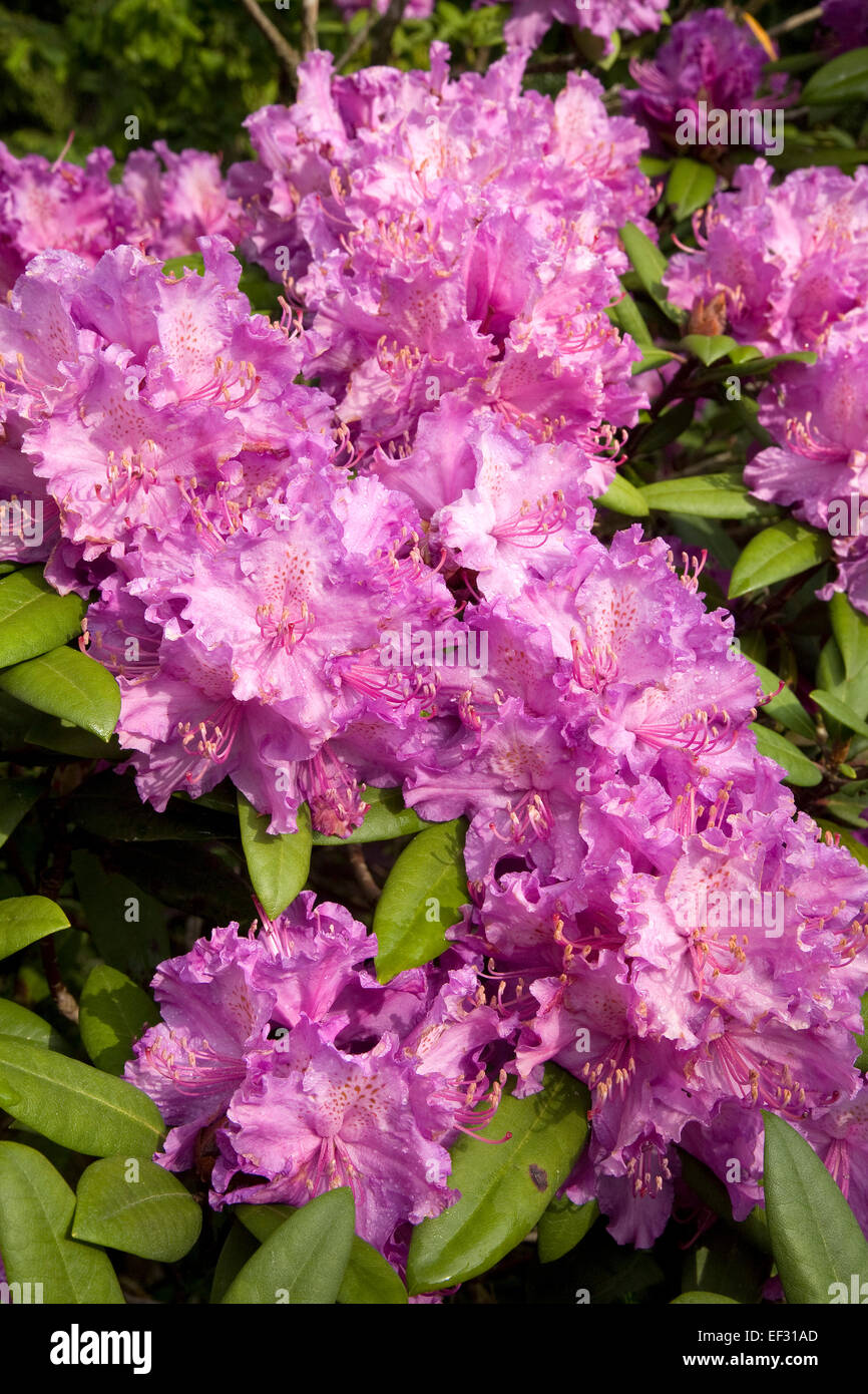 Floraison pourpre rhododendron (Rhododendron sp.), Saxe, Allemagne Banque D'Images