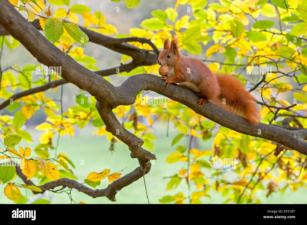 L'écureuil roux (Sciurus vulgaris), l'alimentation, le noyer, à l'automne, Saxe, Allemagne Banque D'Images