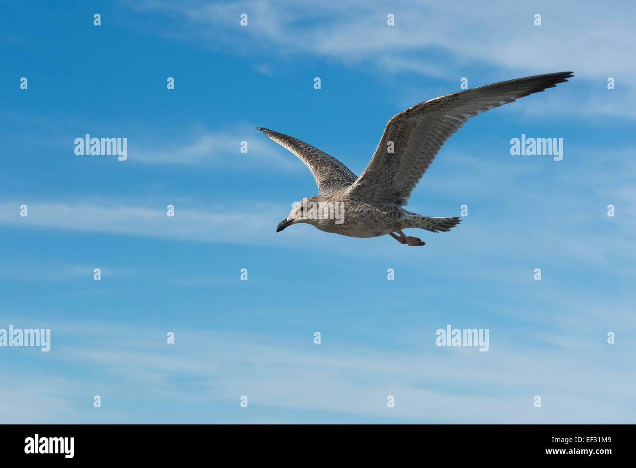 Goéland argenté (Larus argentatus), plumage juvénile, en vol, Mecklembourg-Poméranie-Occidentale, Allemagne Banque D'Images