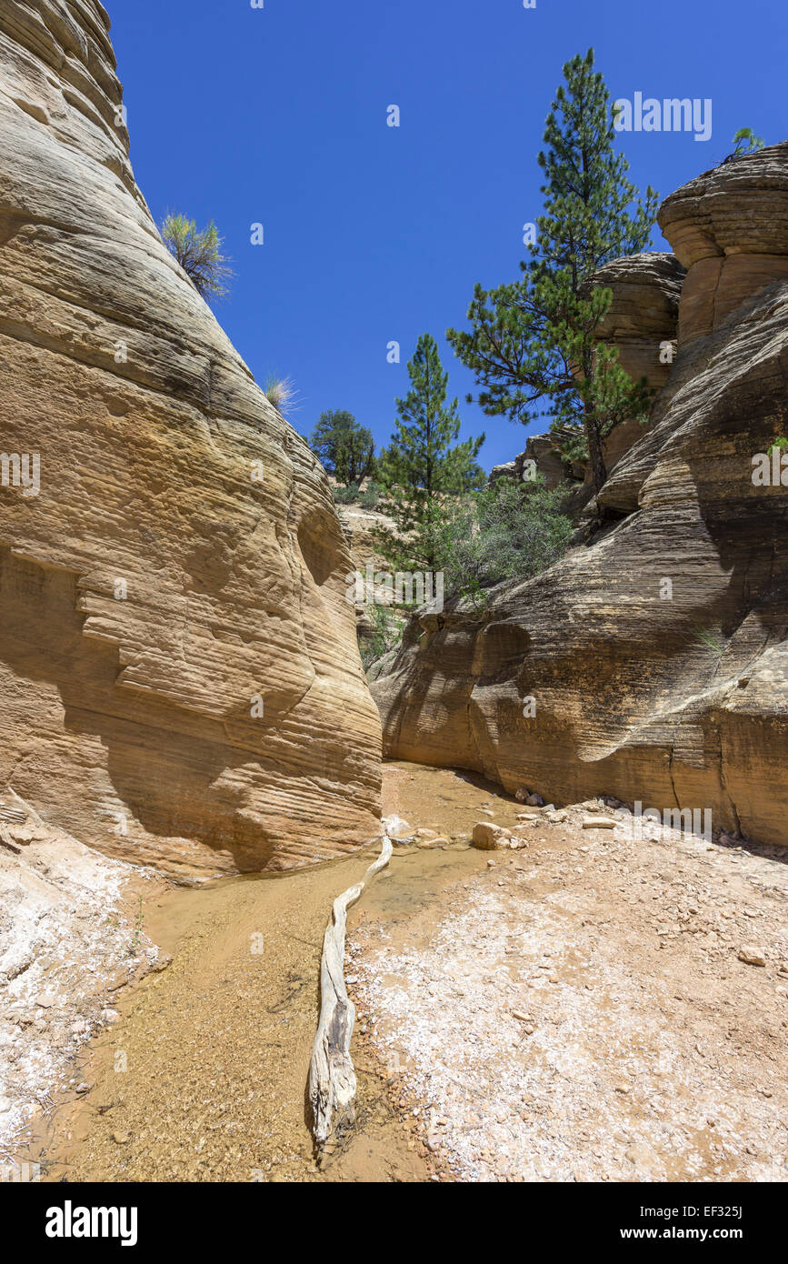 Sentier de randonnée pédestre par Willis Creek Canyon, Kanab, Utah, united states Banque D'Images