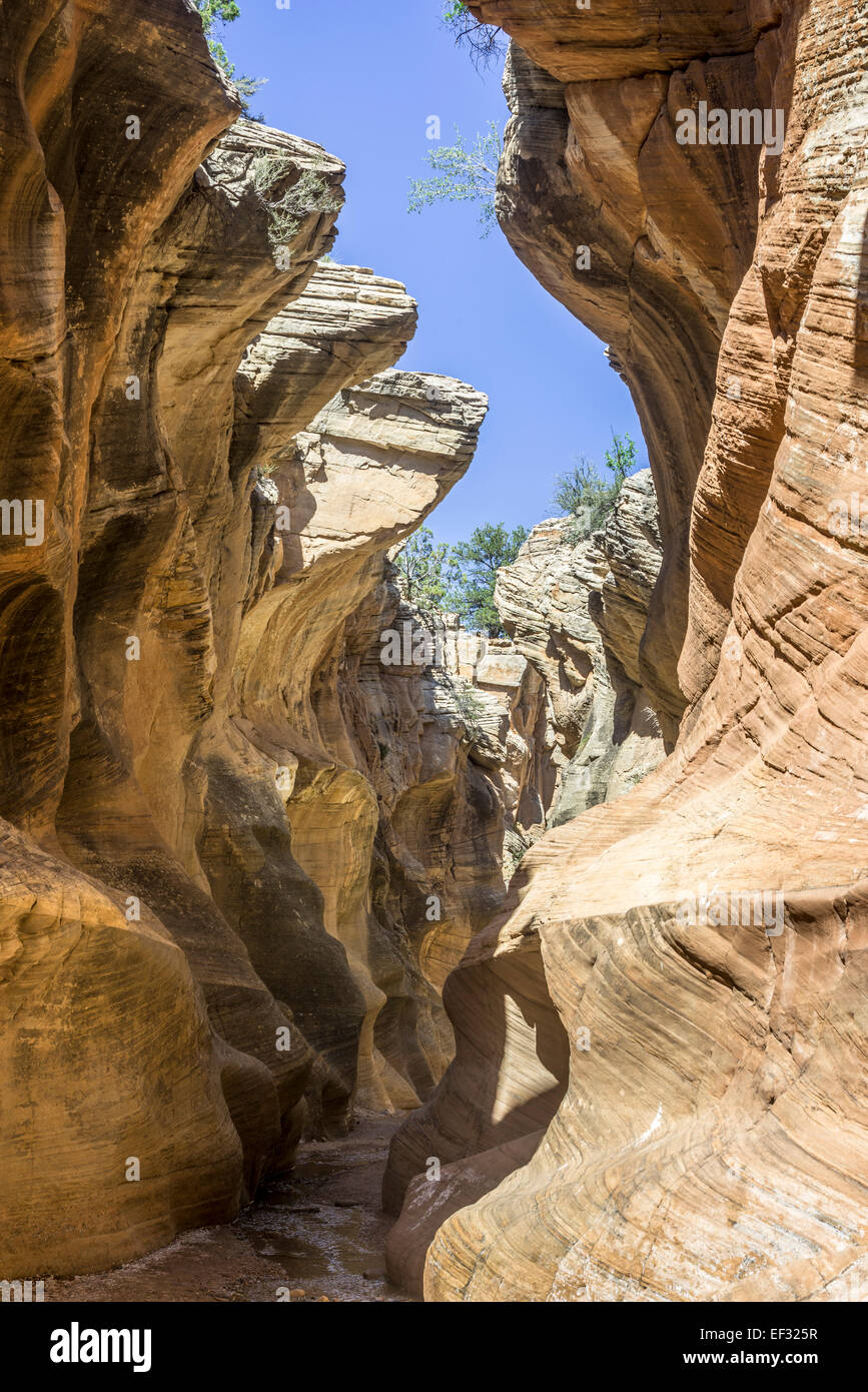 Sentier de randonnée pédestre par Willis Creek Canyon, Kanab, Utah, united states Banque D'Images