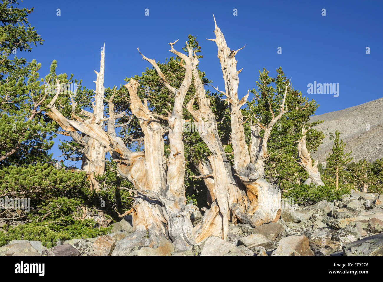 Bristlecone Pine (Pinus longaeva), parc national du Grand Bassin, baker, Nevada, united states Banque D'Images