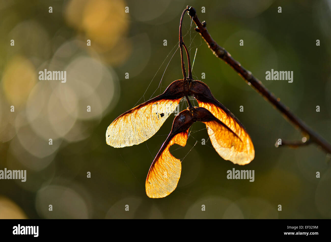 Graines de sycomore (Acer pseudoplatanus), Allemagne Banque D'Images