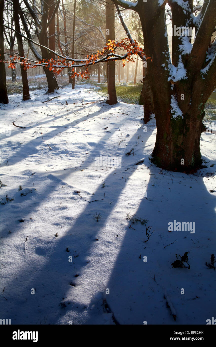Sunrise in snowy winter forest, Drenthe, Pays-Bas Banque D'Images