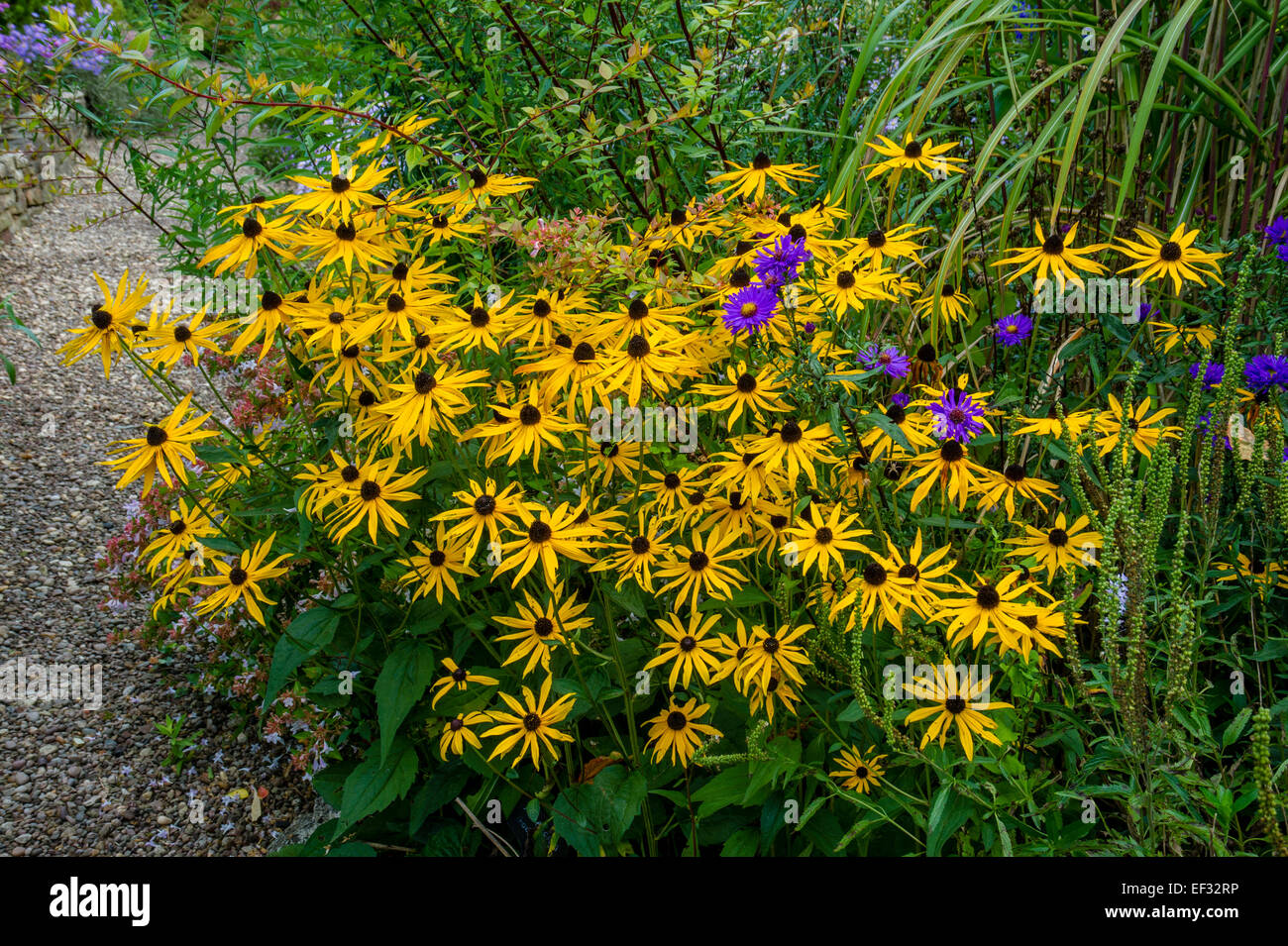Rudbeckia 'Deamii' Aster et la floraison dans les bordures à côté d'une allée de graviers- Le Jardin de Picton, Worcester Banque D'Images
