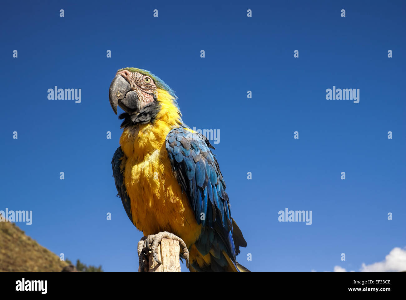 Magnifique perroquet ara bleu et jaune avec des plumes Banque D'Images Magnifique perroquet ara bleu et jaune avec des plumes Banque D'Images