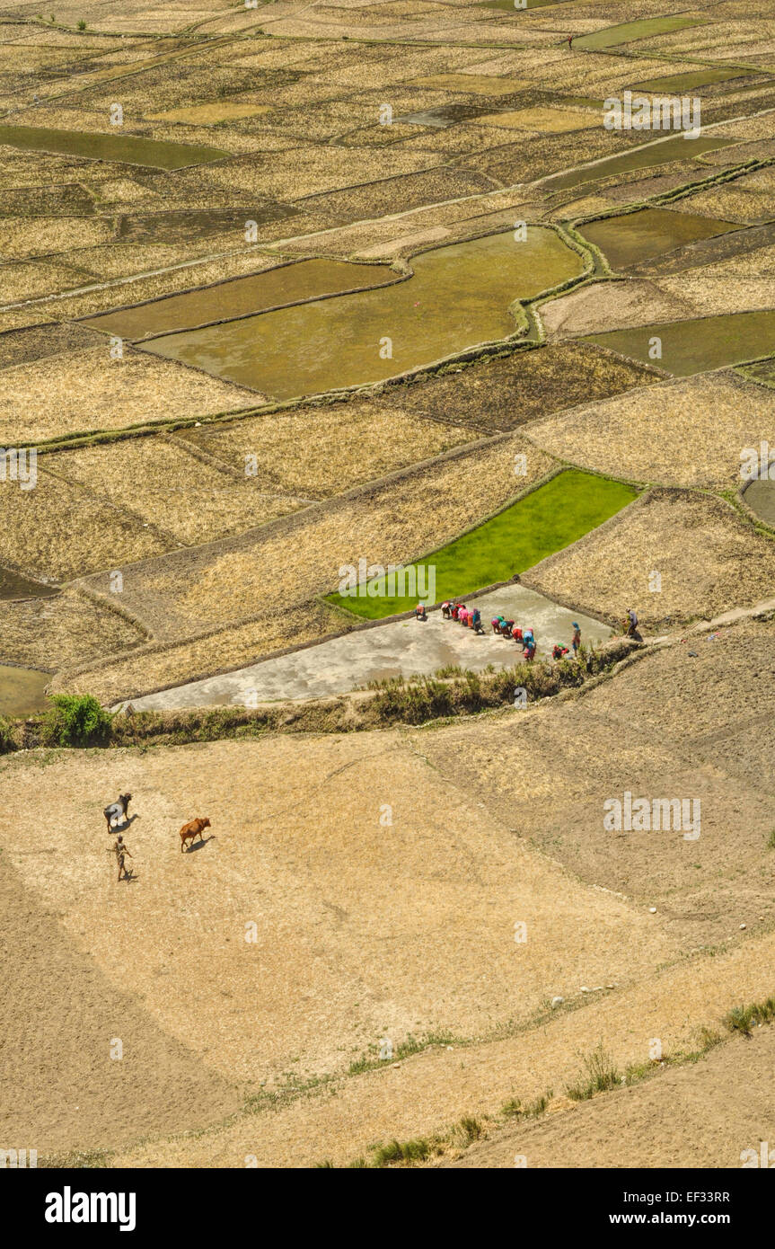 Vue aérienne de l'agriculture traditionnelle au Népal Banque D'Images