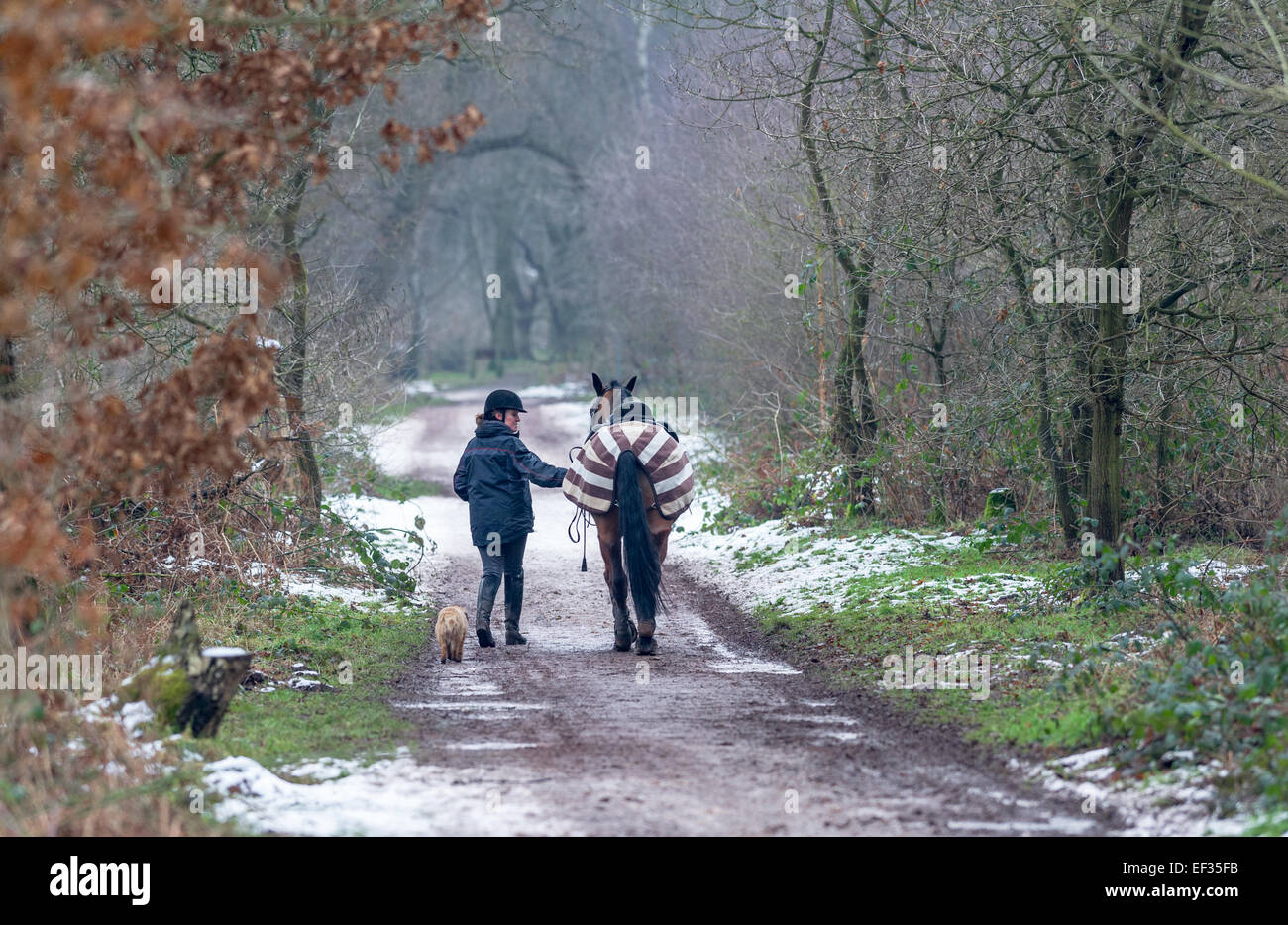 Cavalier femelle un cheval marche le long d'un chemin de la neige dans un décor boisé avec petit chien terrier. Banque D'Images